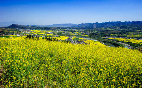 2019—2020年度油菜秋冬种技术指导意见